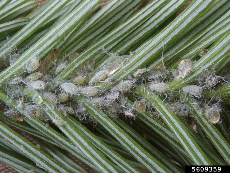 Magnified view of balsam twig aphids in a pine needle.